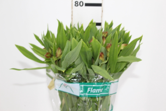 ALSTROEMERIA FLAME 080 CM