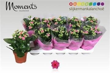 <h4>KAL GE SEREN PINK</h4>