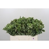 Pittosporum Ilan