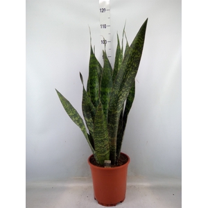 Sansevieria trifa.   ...