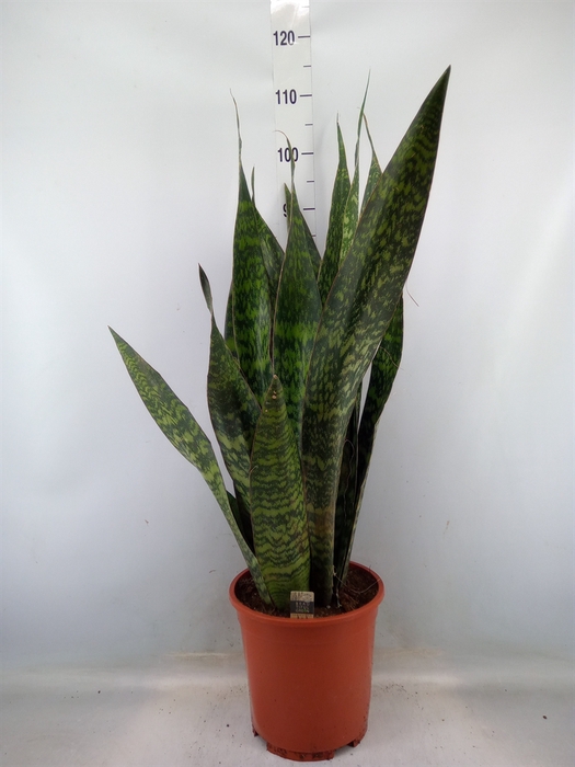 <h4>Sansevieria trifa.   ...</h4>