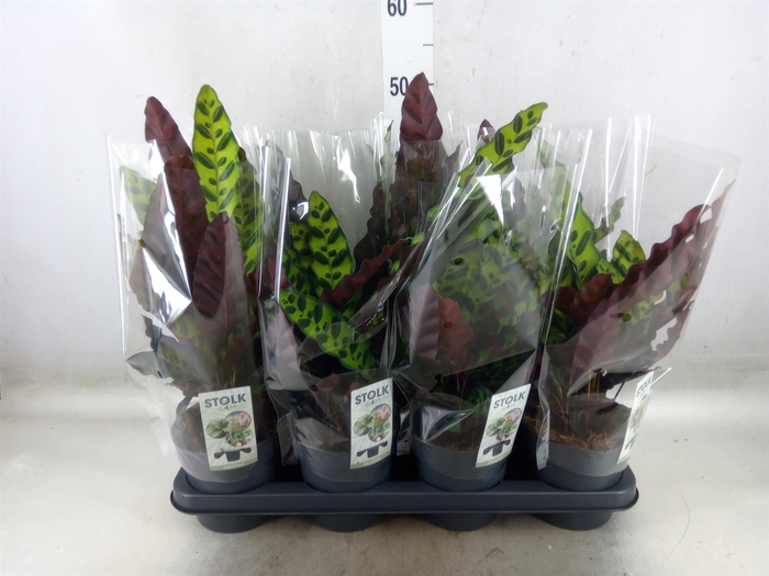<h4>Calathea lancifolia</h4>
