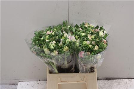 <h4>Anem Co Mistral White</h4>