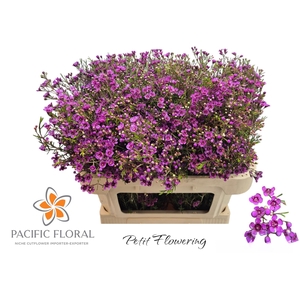 Chame Hot Pink Pacific Floral