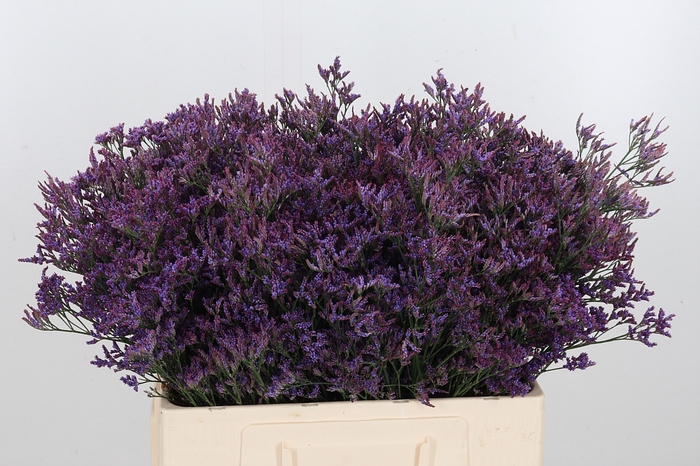 <h4>Lim Piuma Dark Blue</h4>