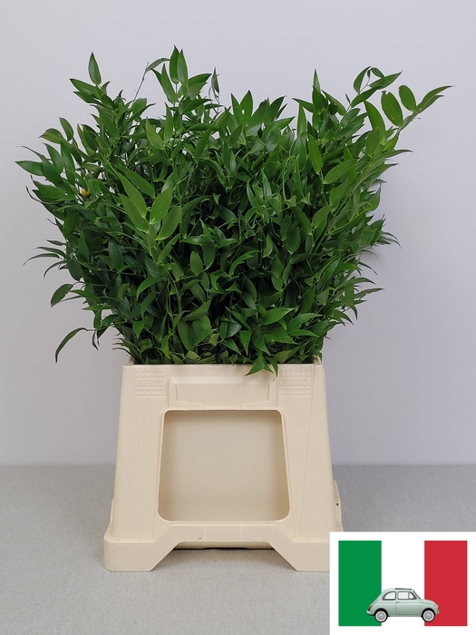 <h4>RUSCUS KORT PB</h4>