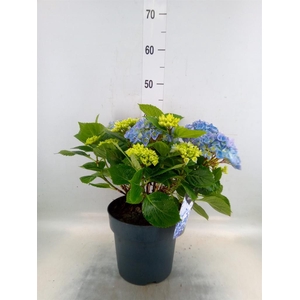 Hydrangea mac. 'Crystal Palace'