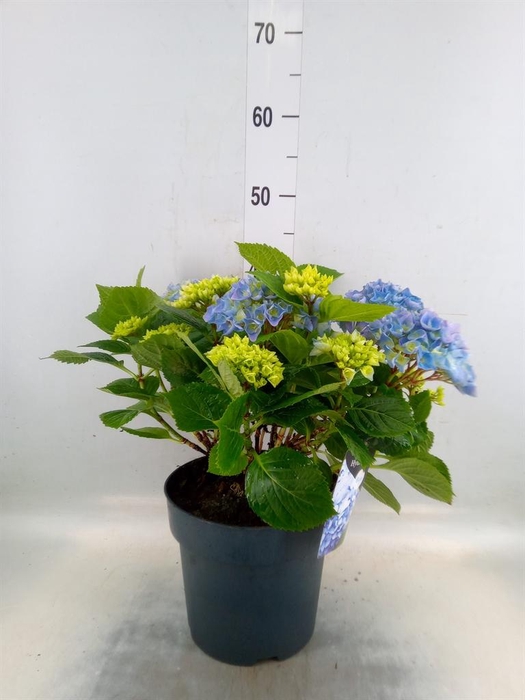 <h4>Hydrangea mac. 'Crystal Palace'</h4>
