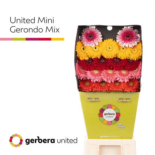 <h4>Ge Mi Mix Pomponi Diamond United</h4>