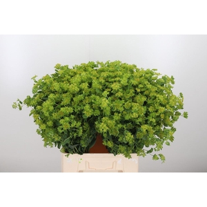 Bupleurum Griffithii