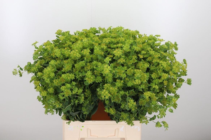 <h4>Bupleurum Griffithii</h4>
