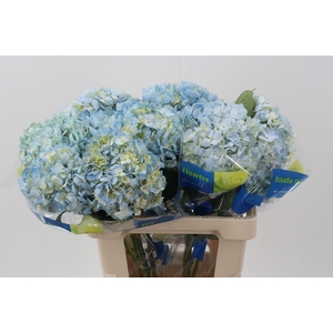 Hydrangea blue light