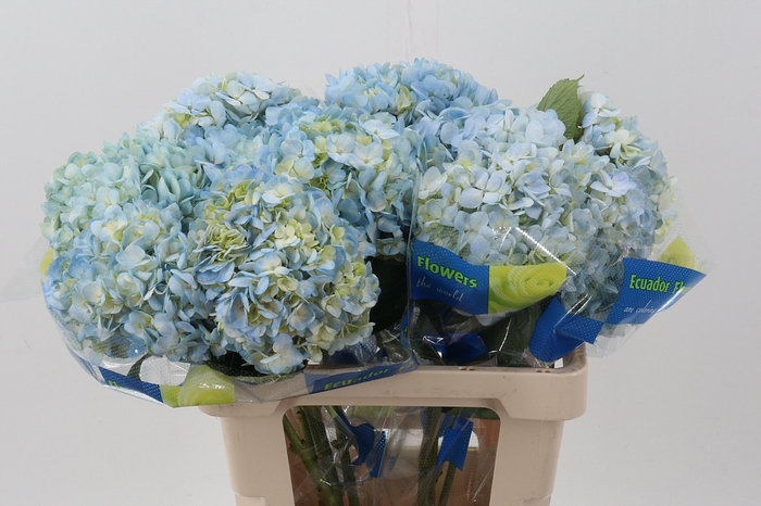 <h4>Hydrangea blue light</h4>