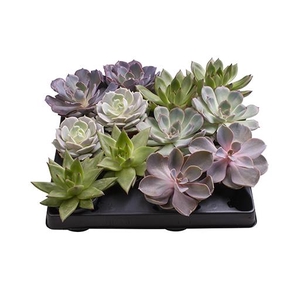 ECHEVERIA-HYBRID P6 6 SOORTEN