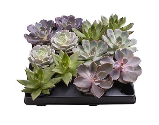 ECHEVERIA-HYBRID P6 6 SOORTEN