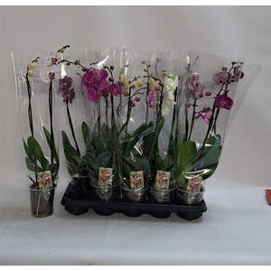PHAL GEM