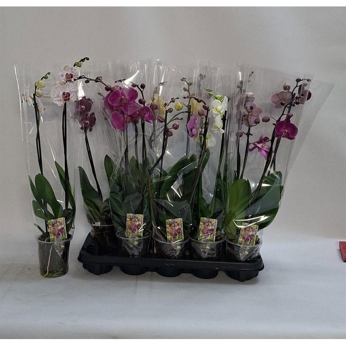 <h4>PHAL GEM</h4>