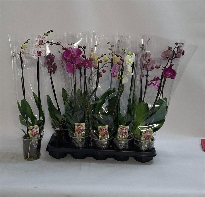 PHAL GEM