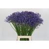 Agapanthus Donau