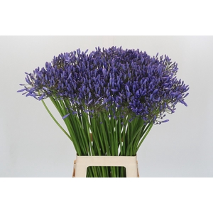 Agapanthus Donau