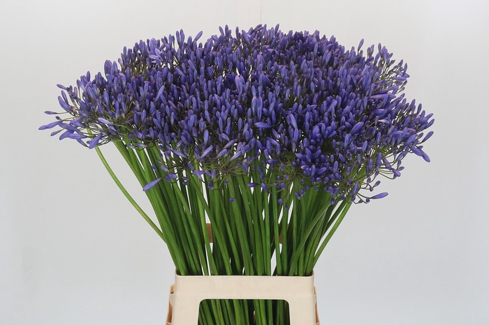<h4>Agapanthus Donau</h4>