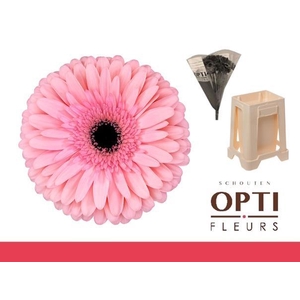 GE GR ESTRELLA-Water hoes