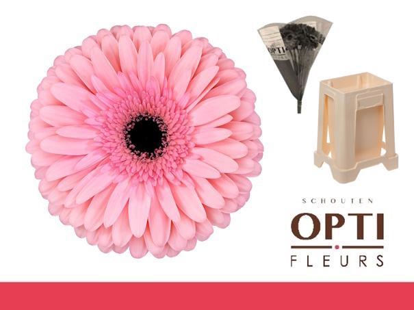 <h4>Gerbera Estrella Water / Hoes</h4>