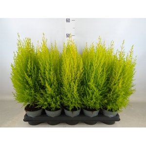 Cupressus macro. 'Goldcrest Wilma'
