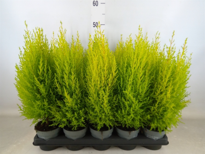 <h4>Cupressus macro. 'Goldcrest Wilma'</h4>