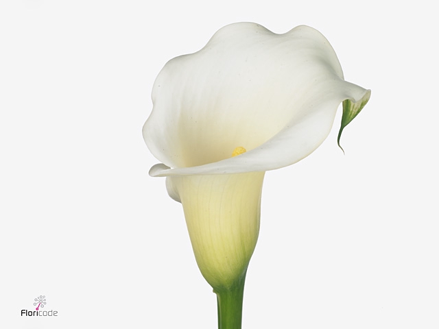 Zante Aethiopica Snow Queen