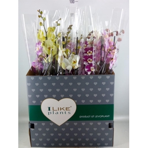 Phalaenopsis ...mix