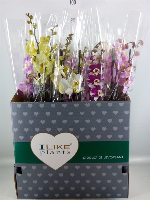 <h4>Phalaenopsis ...mix</h4>