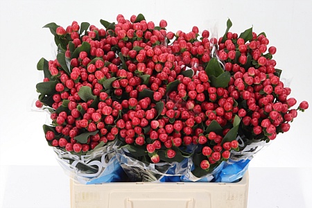 <h4>Hyp Coco Tango</h4>