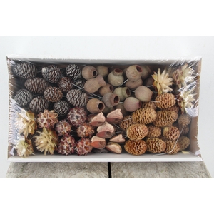 Leucadendron 10cm wr Nat