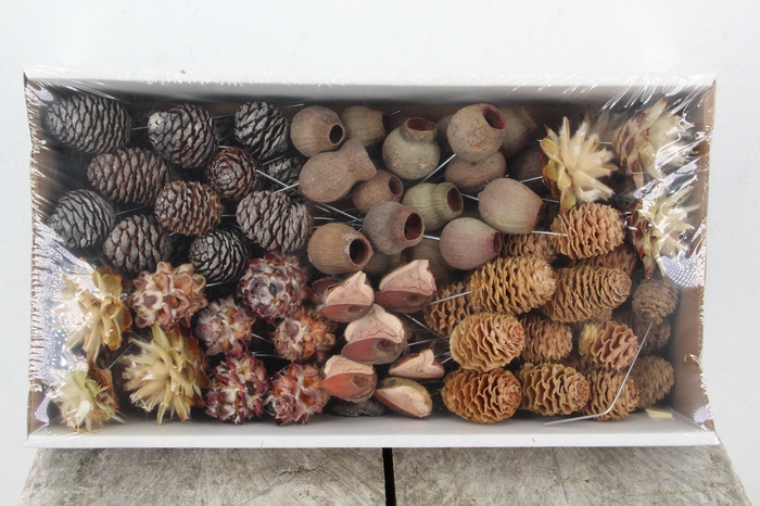 <h4>Leucadendron 10cm wr Nat</h4>