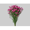 ASTER MARIANA 040 CM PINK