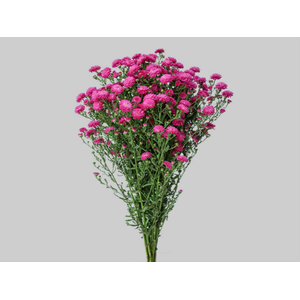 ASTER MARIANA 040 CM PINK