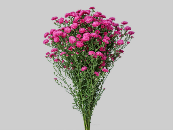 ASTER MARIANA 040 CM PINK