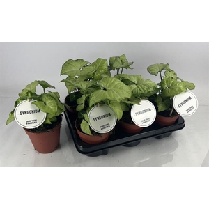 Syngonium White Butterfly 12Ø 25cm