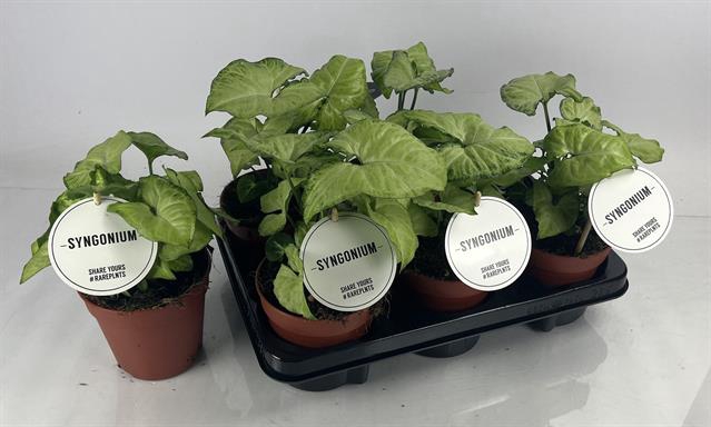 Syngonium White Butterfly 12Ø 25cm