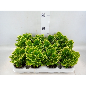 Selaginella martensii 'Jori'