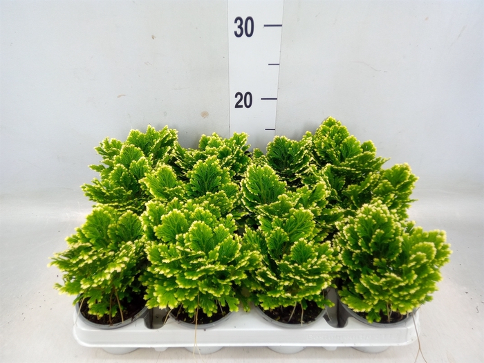 <h4>Selaginella martensii 'Jori'</h4>