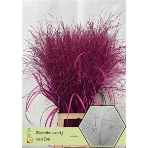 Siergr Panicum Cerise