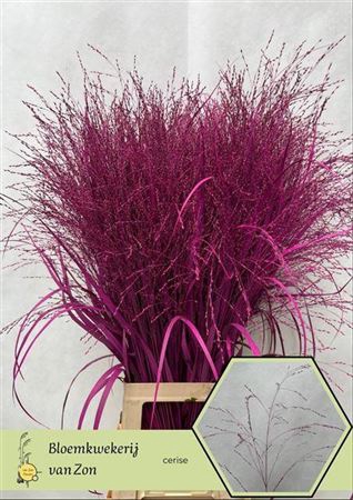 <h4>Siergr Panicum Cerise</h4>