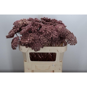 Ammi Zaad Kl Bh Rose Goud