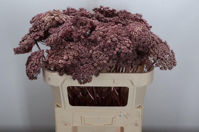 <h4>Ammi Zaad Kl Bh Rose Goud</h4>