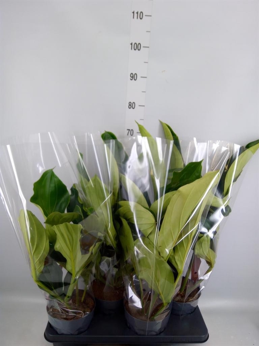 <h4>Medinilla magn.</h4>