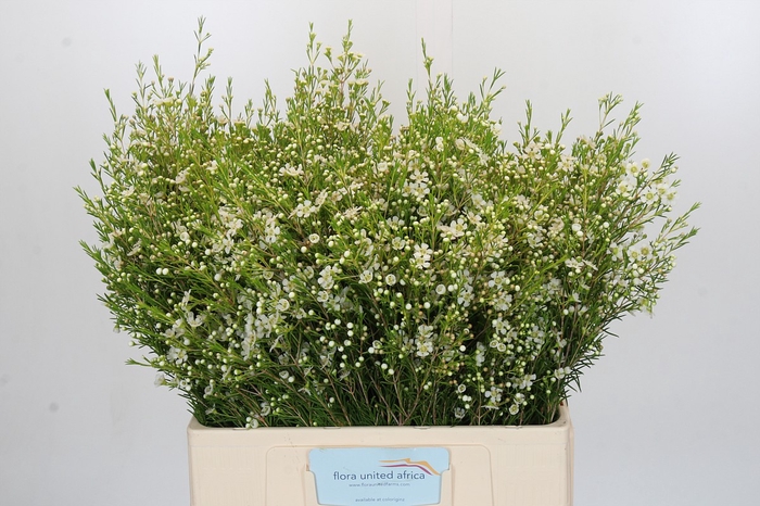 Chamelaucium Ofir