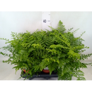 Asplenium  'Parvati'
