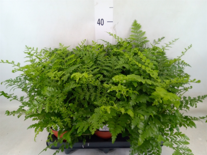 <h4>Asplenium  'Parvati'</h4>